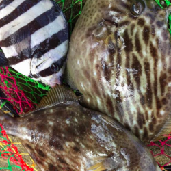 地磯から肝ぱんカワハギとイシダイ